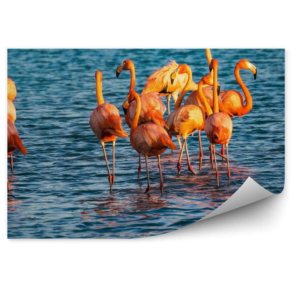 Fototapeta na ścianę flamingi morze Karaibskie