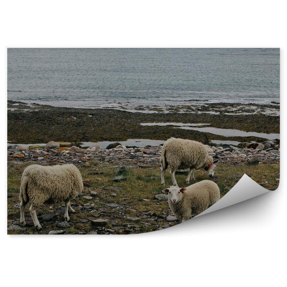 Fotopeta Norwegia owce podróż zwierzęta natura