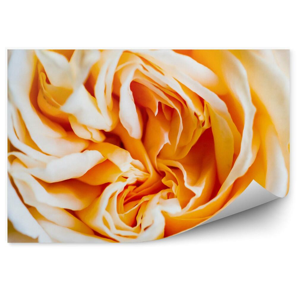Fototapeta na ścianę Biało pomarańczowe róże tło