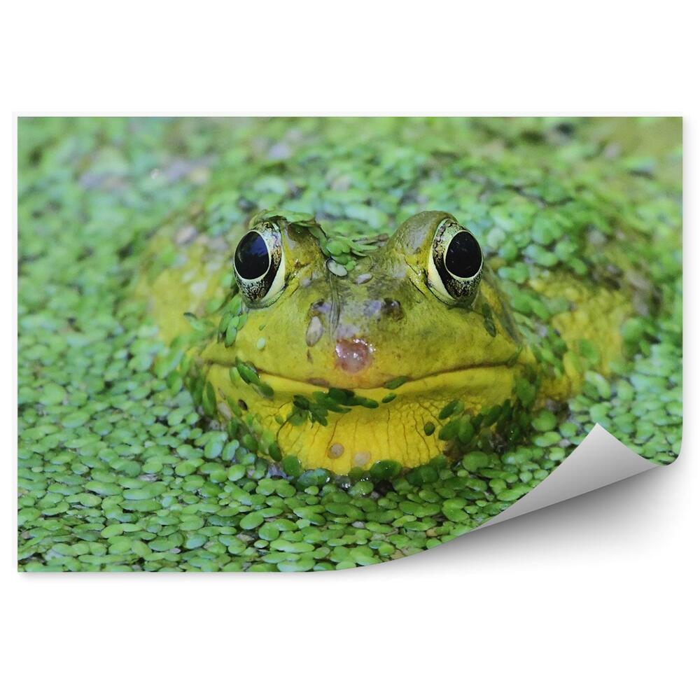 Okleina ścienna Zielona żabka w stawie wśród rzęsy wodnej