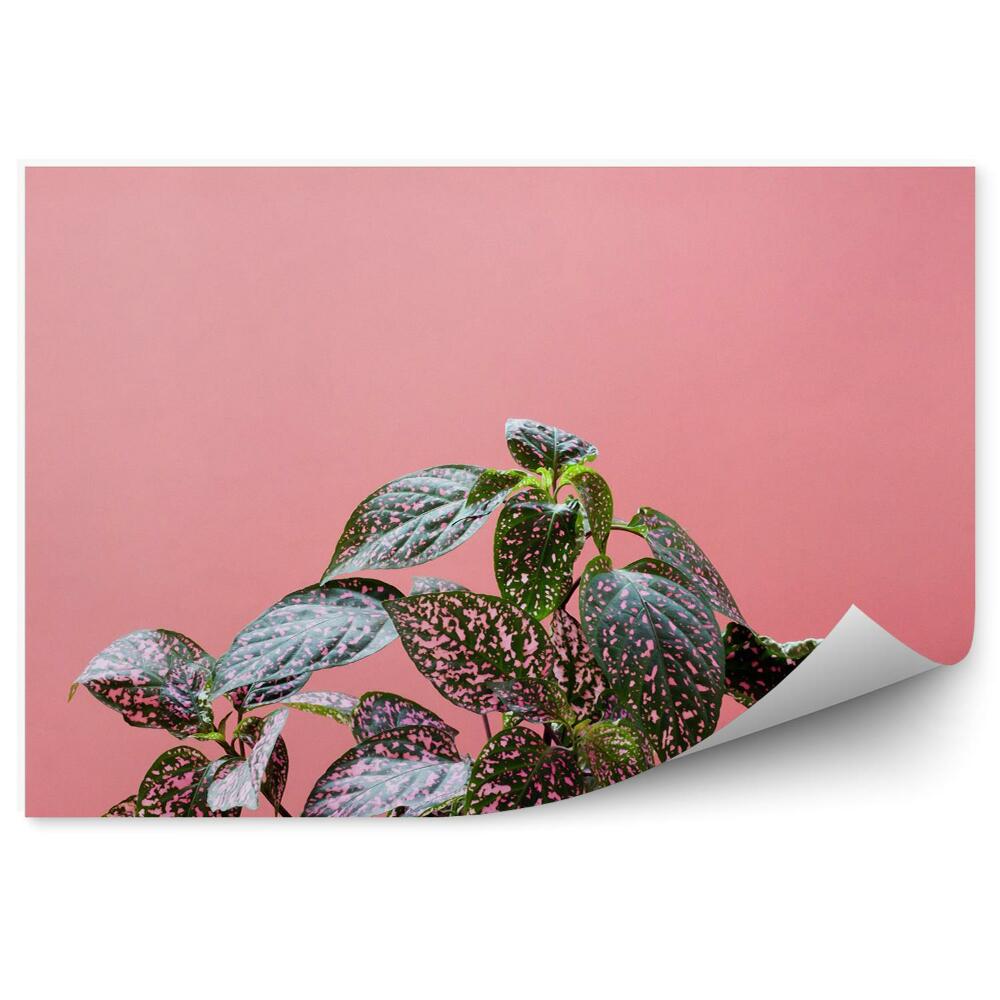 Fototapeta na ścianę Kolorowe rośliny na różowym tle