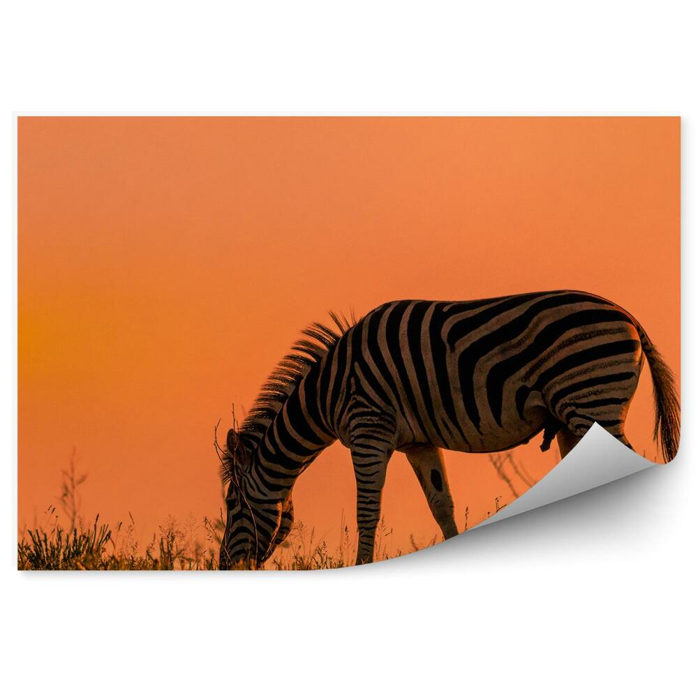 Fototapeta Zebra na tle czerwonego nieba