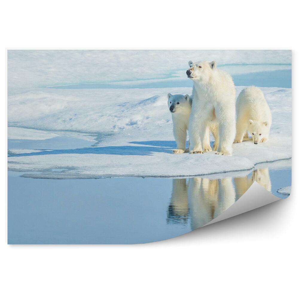 Okleina ścienna Niedźwiedzica polarna z dwójką młodych
