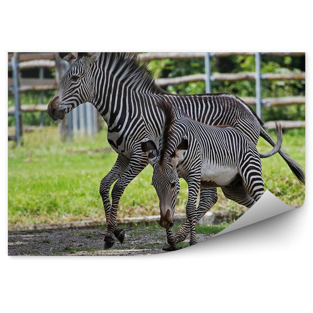 Fototapeta Zebra z młodym w tle