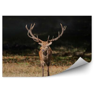 Okleina ścienna Jeleń na łące