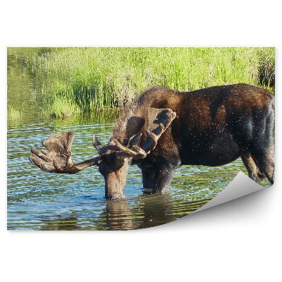 Fototapeta na ścianę Łoś na bagnie