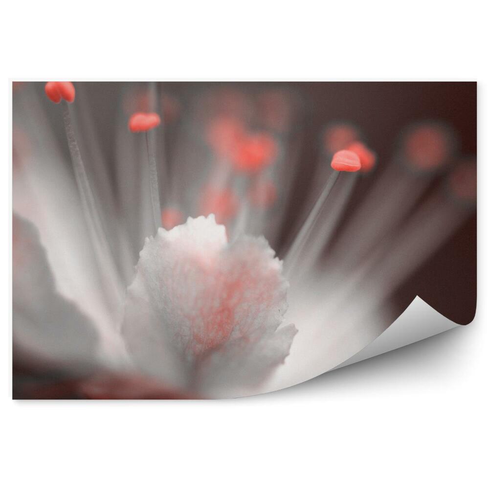 Okleina ścienna Biało czerwony kwiat wiśni brązowe tło