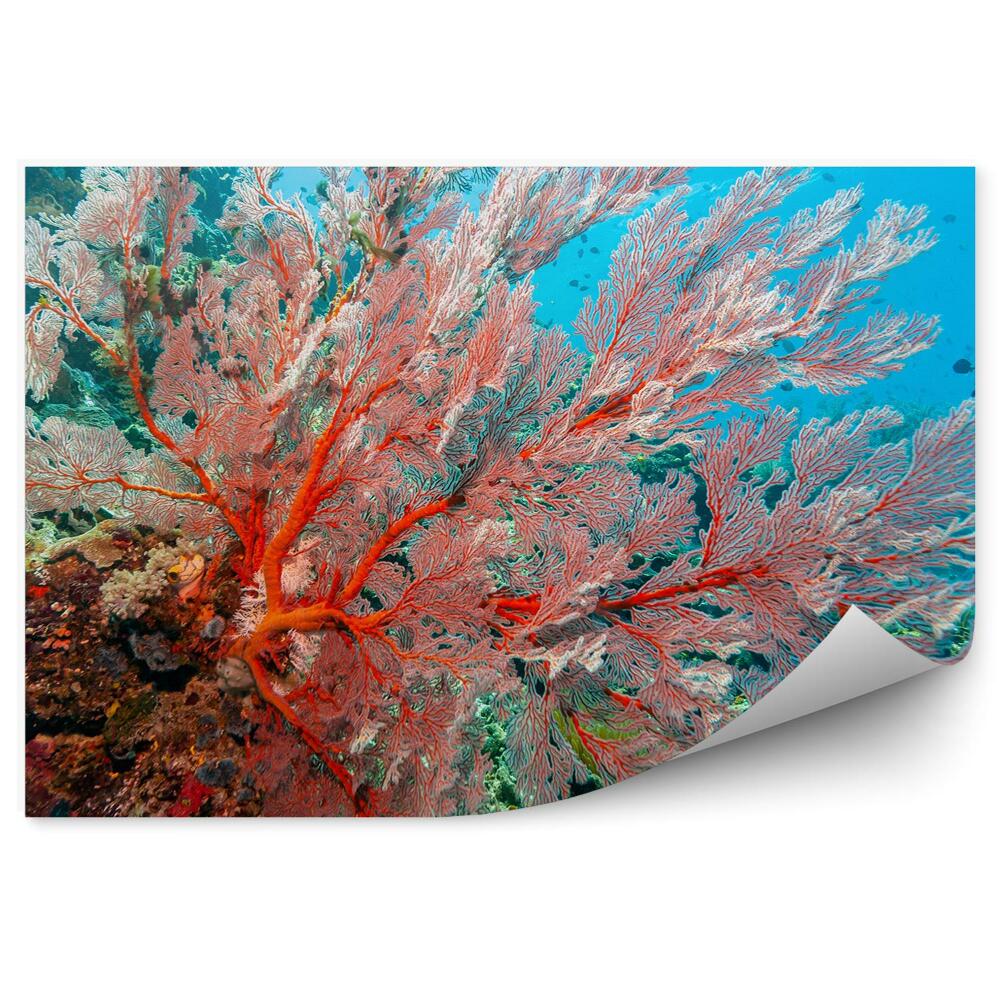 Fototapeta na ścianę Miękki koralowiec ryby błękit