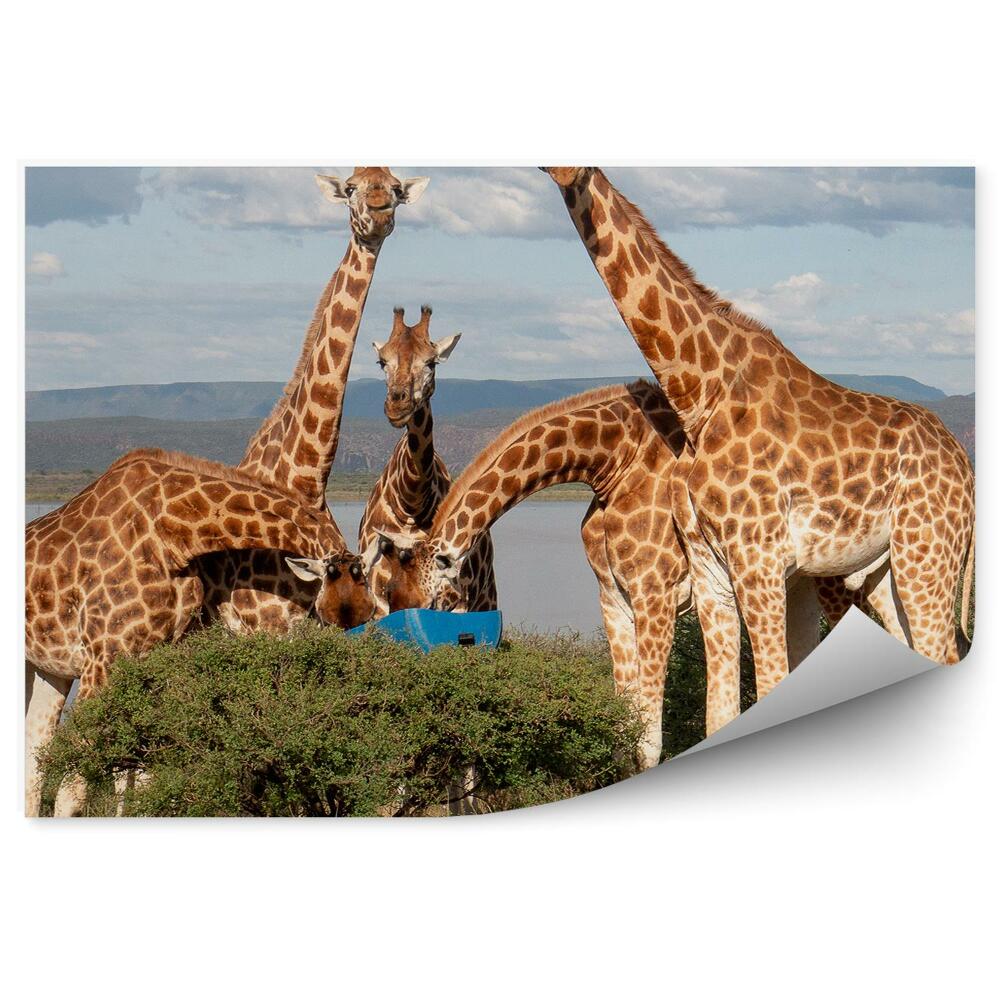Okleina ścienna Żyrafy posiłek natura kenia