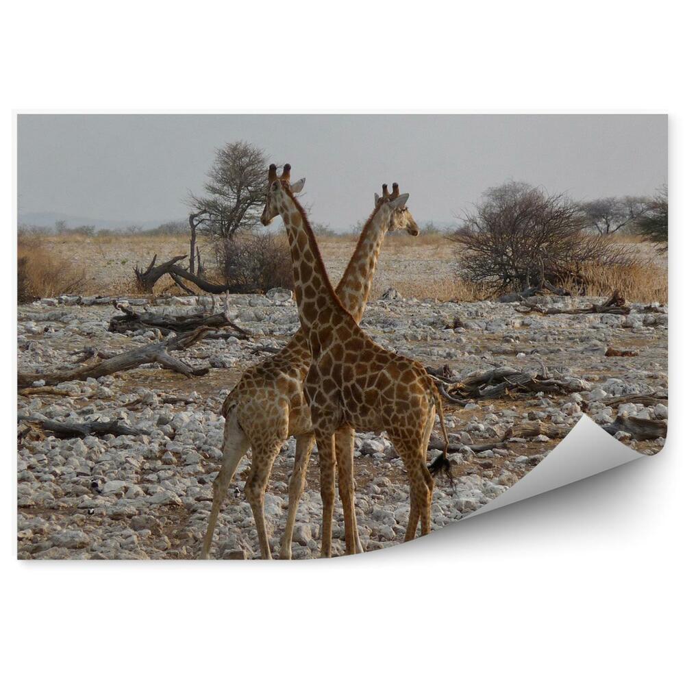 Fototapeta Żyrafy zebra afryka zwierzęta kamienie