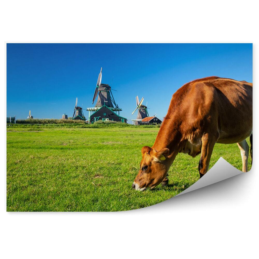 Okleina ścienna Holandia łąka krowa wiatraki zieleń