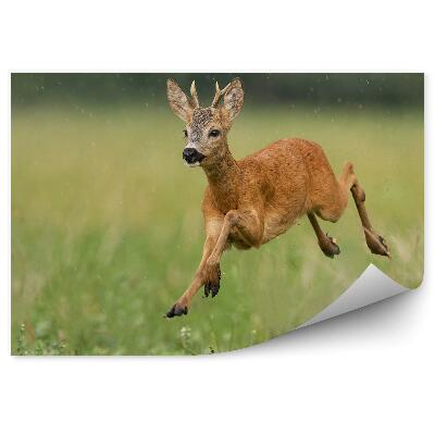 Okleina ścienna Młoda sarna w ruchu