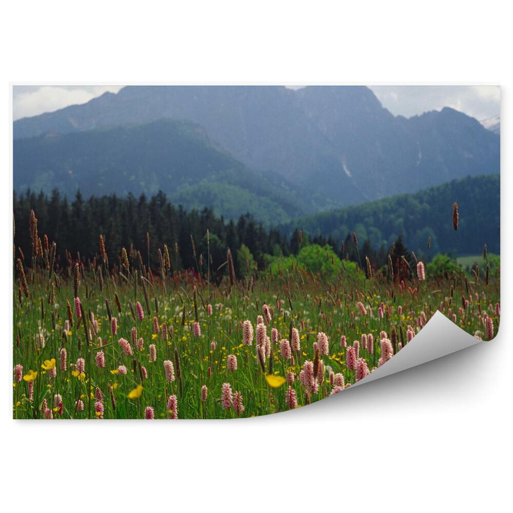 Okleina na ścianę kwiaty trawa góry niebo chmury Zakopane Tatry