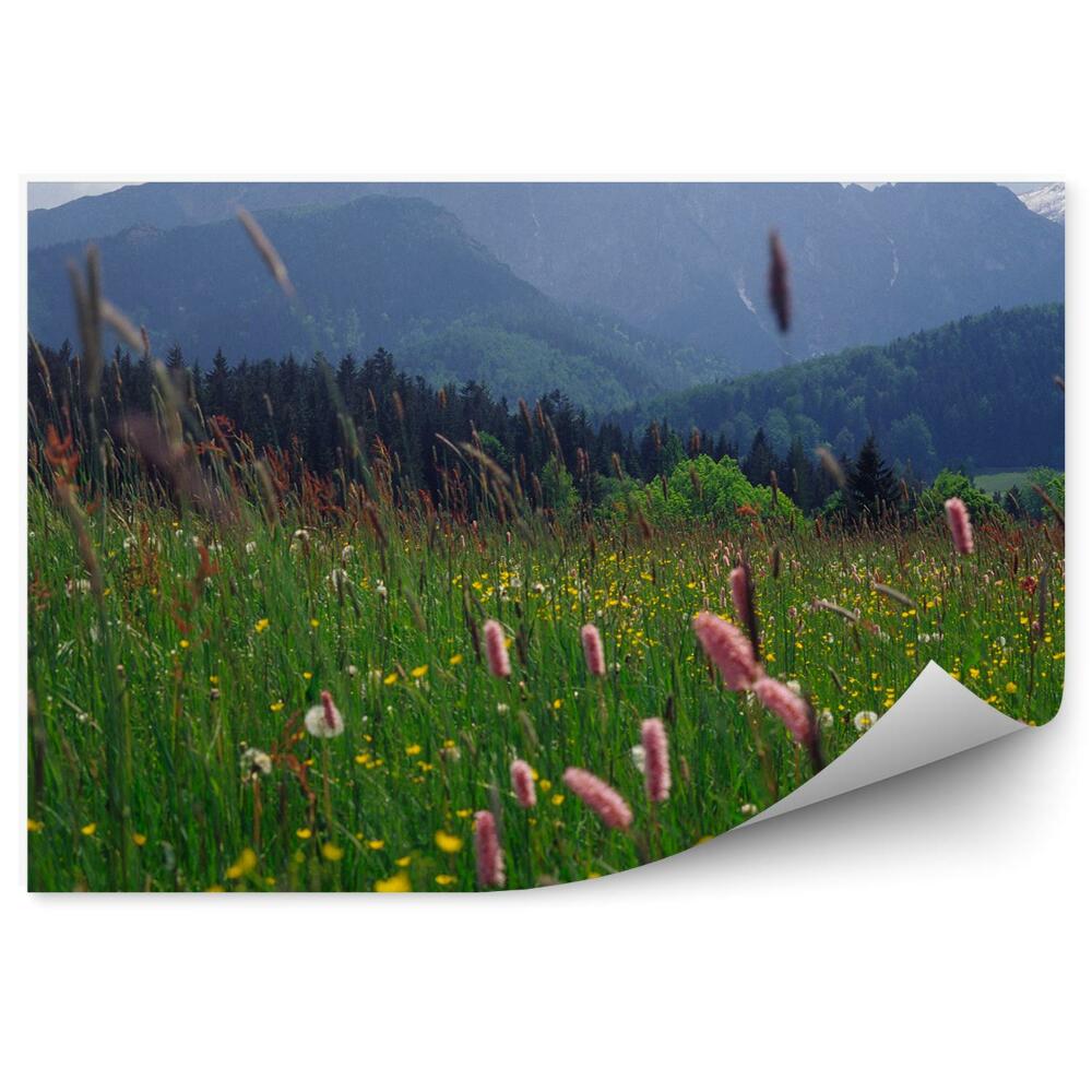 Okleina na ścianę kwiaty trawa góry niebo chmury Zakopane Tatry