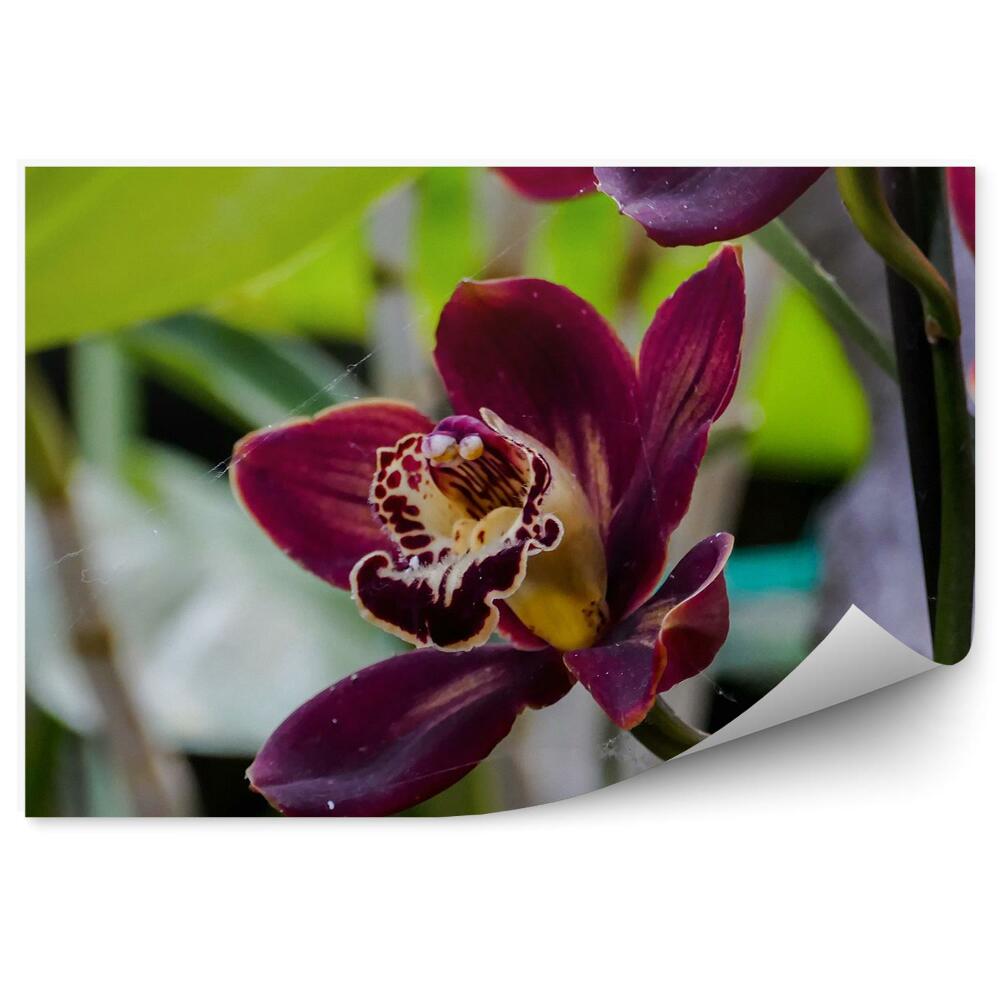 Fototapeta na ścianę Orchidea tropikalny ogród