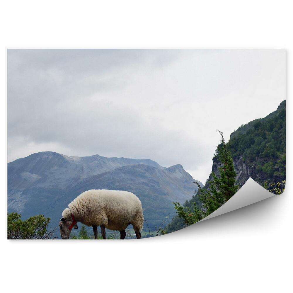 Fotopeta Norwegia owce wypas góry natura