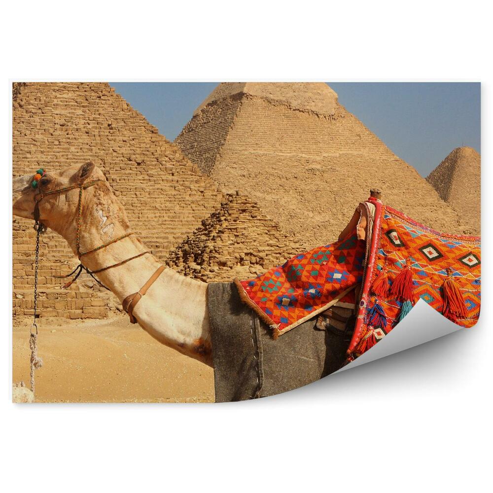 Fototapeta samoprzylepna Odpoczywający wielbłąd na tle piramid egipt