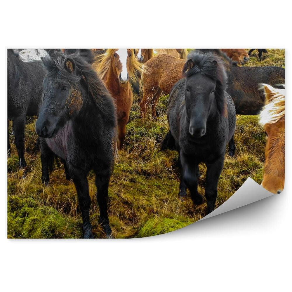Okleina ścienna Konie trawa zwierzęta islandia