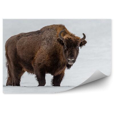 Okleina ścienna Żubr w naturalnym środowisku