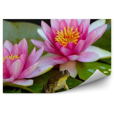 Okleina ścienna Różowe lilie liście żaba