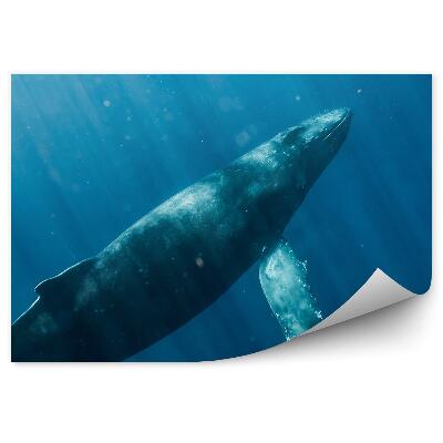 Fototapeta na ścianę humbak ocean Hawaje