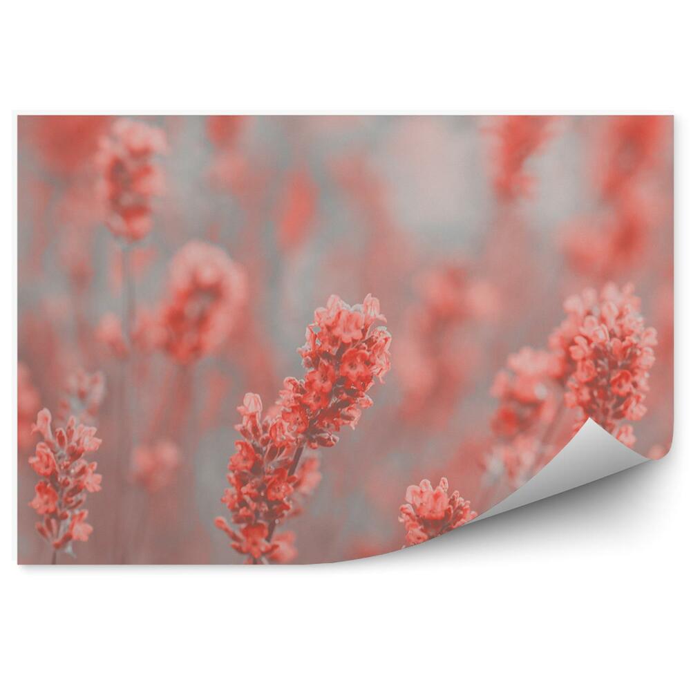 Fototapeta na ścianę Czerwone lawendy kwiaty