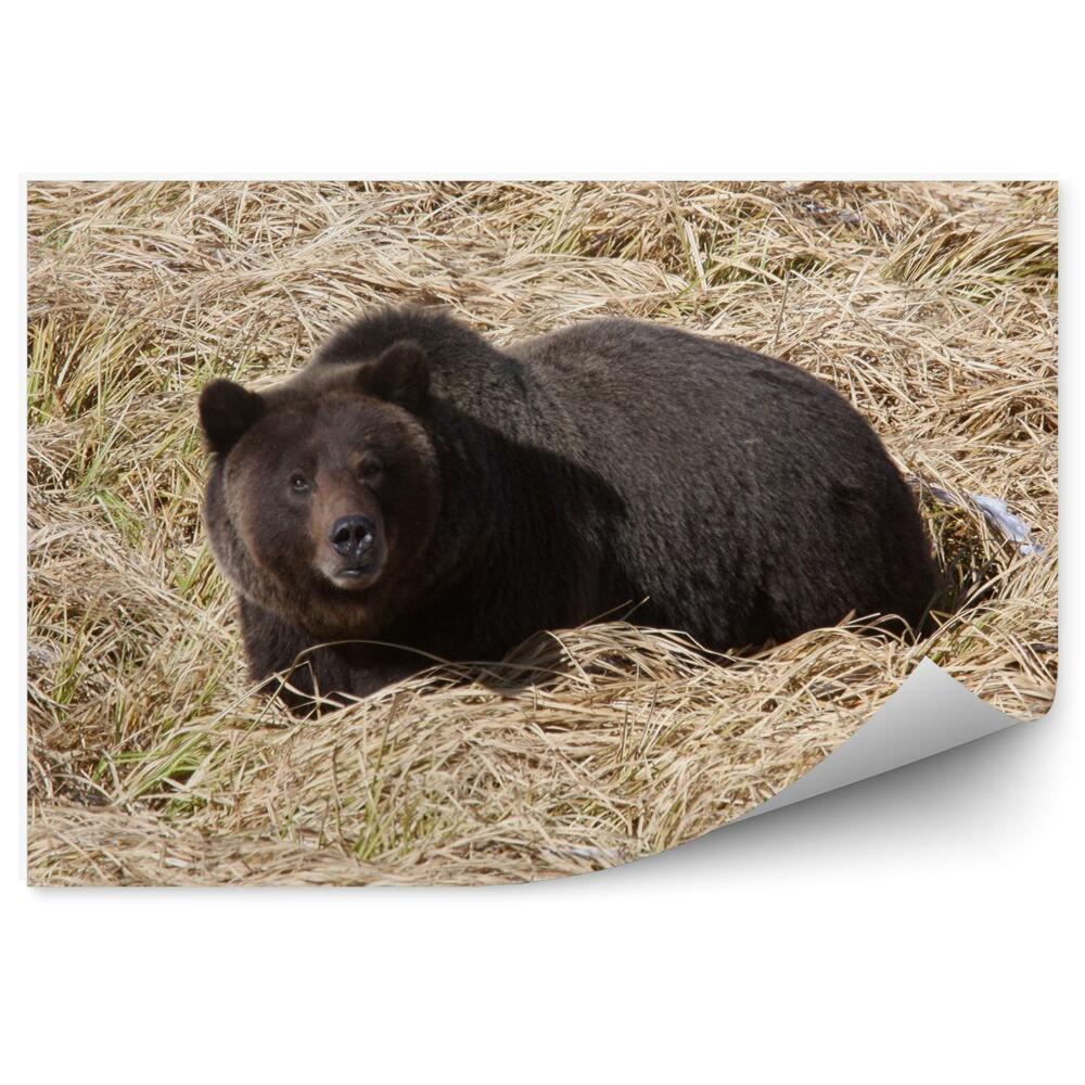 Okleina ścienna Grizzly w parku narodowym yellowstone