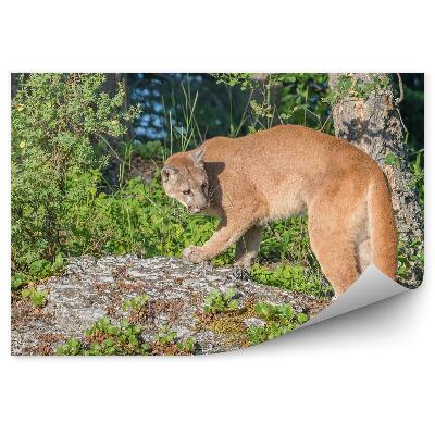 Okleina ścienna Puma na kamieniu