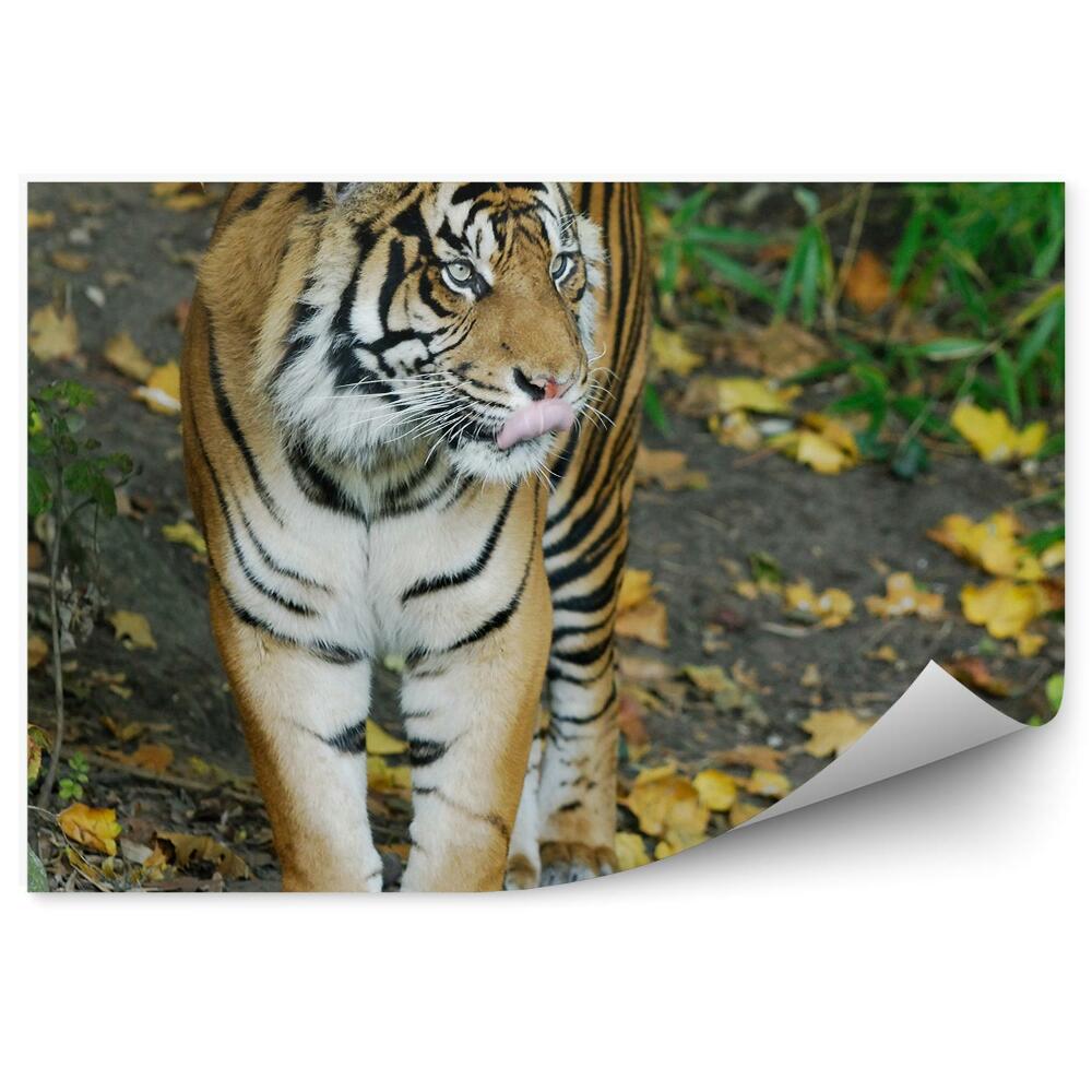 Fototapeta Tygrys sumatrzański