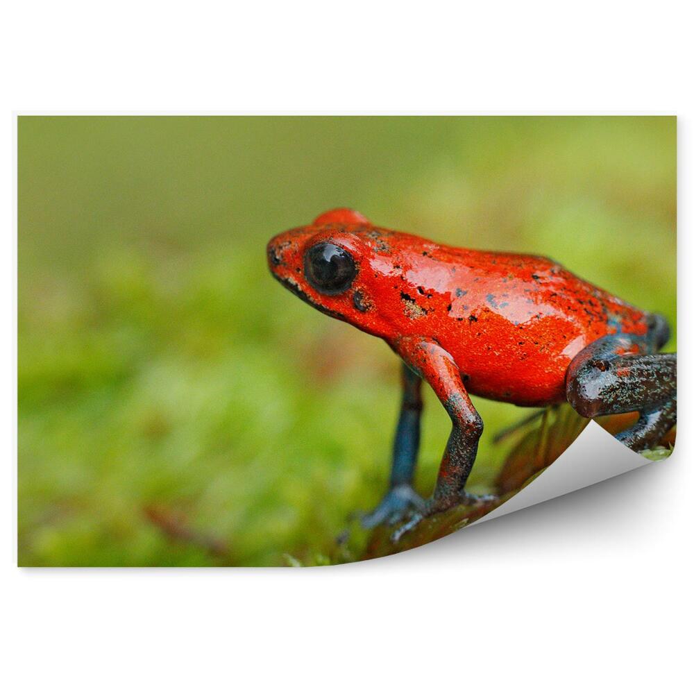 Okleina ścienna Czerwona żabka liściach