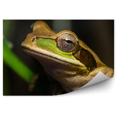 Okleina ścienna Żaba na łodydze