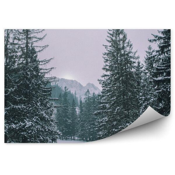 Fototapeta Zimowy las sosnowy zakopane