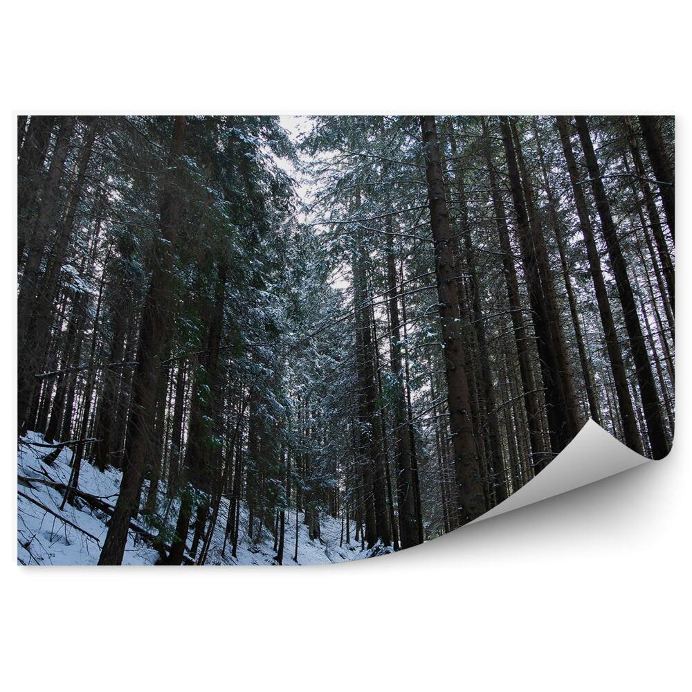 Fototapeta Zimowy las sosnowy zakopane