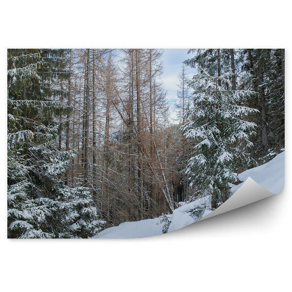 Fototapeta Gęsty las iglasty zakopane