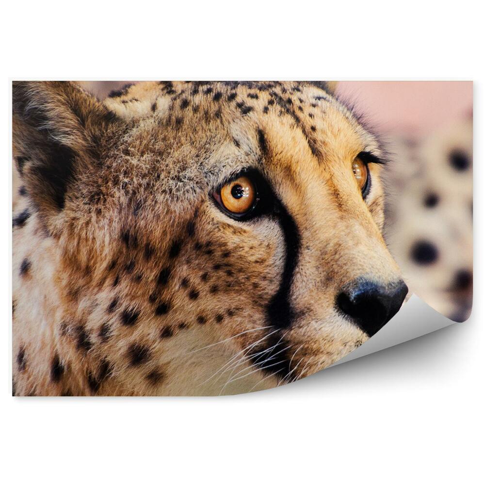 Okleina ścienna Zbliżenie na pysk geparda