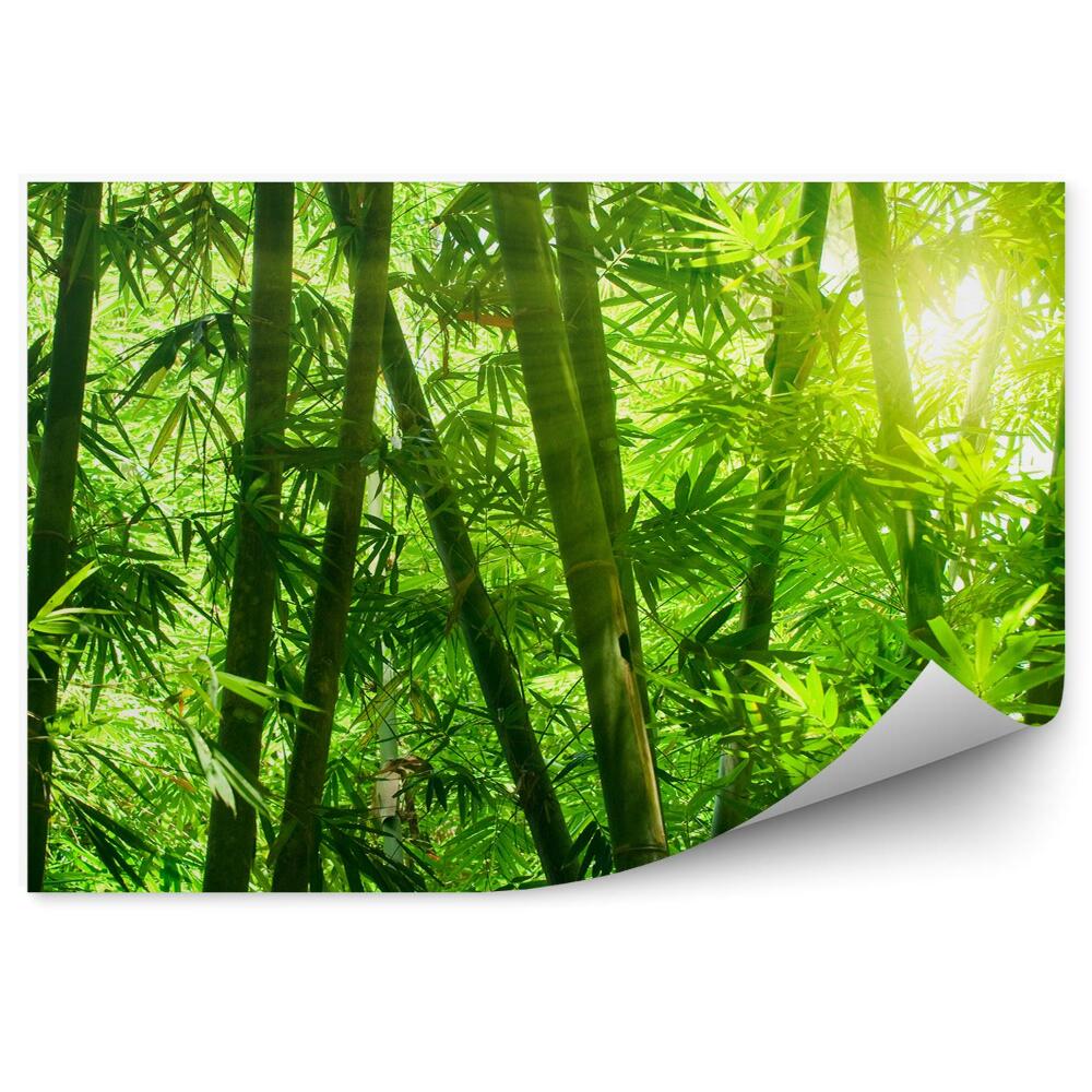 Fototapeta na ścianę Azjatycki las bambusowy zbliżenie liście