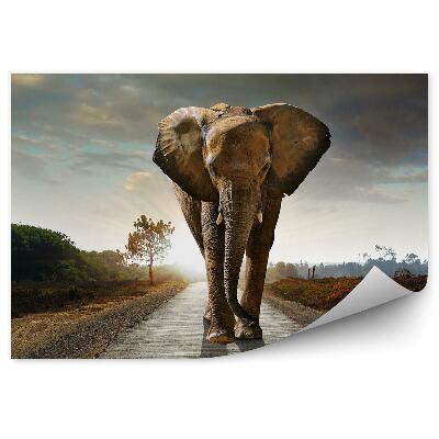 Okleina ścienna Idący słoń na tle zachodzącego słońca