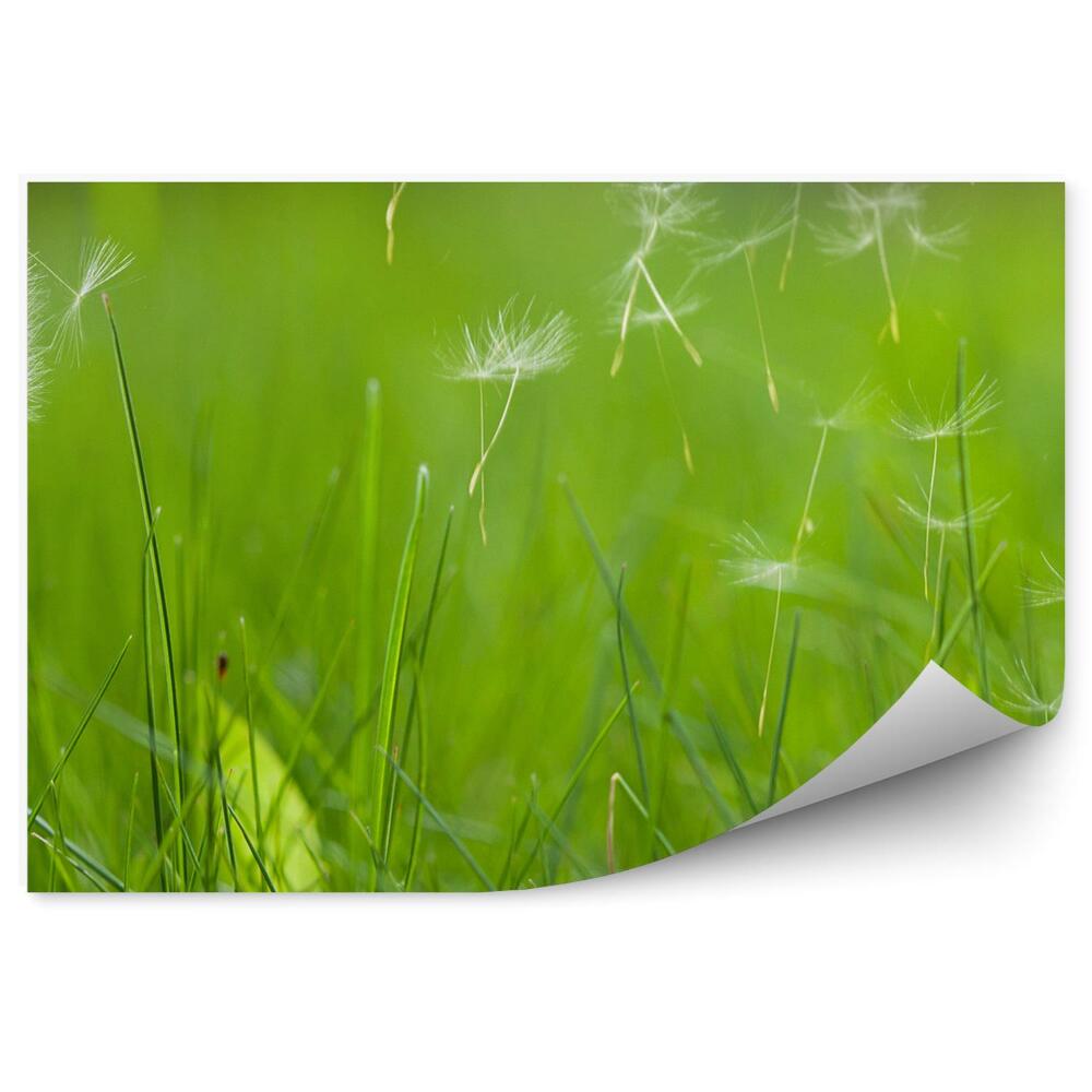 Fototapeta na ścianę Piękny biały dmuchawiec trawnik