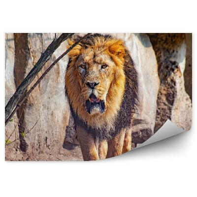 Okleina ścienna Lew północnoafrykański w zoo
