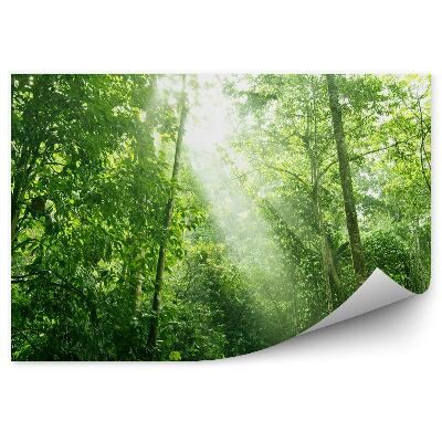 Fototapeta Las liściasty promienie słońca