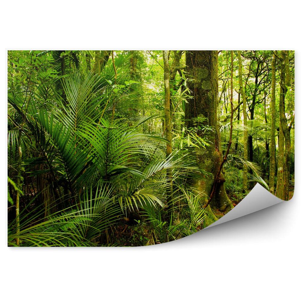 Fototapeta na ścianę Głęboki las tropikalny krzewy liście zieleń
