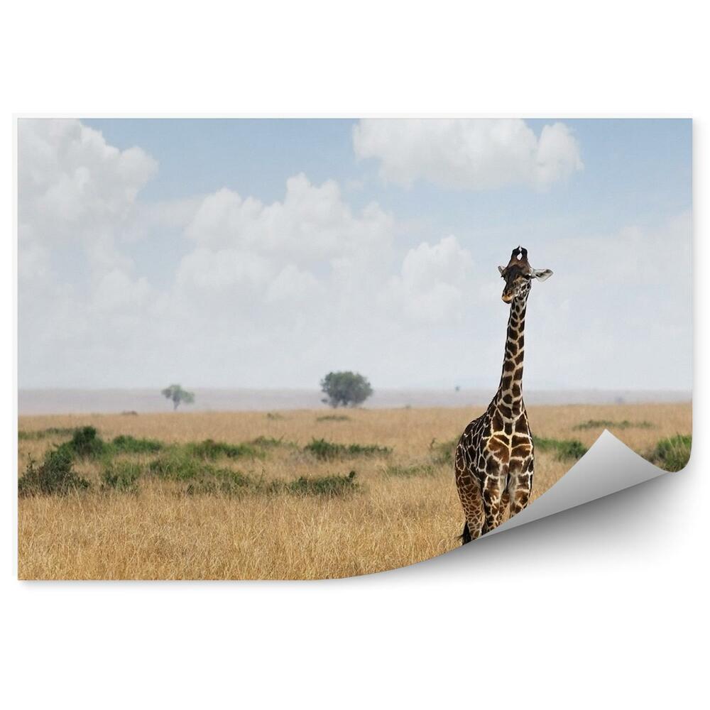 Fototapeta Afrykańska żyrafa zwierzę sawanna krajobraz