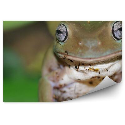 Okleina ścienna Żaba rzekotka australijska na drzewie