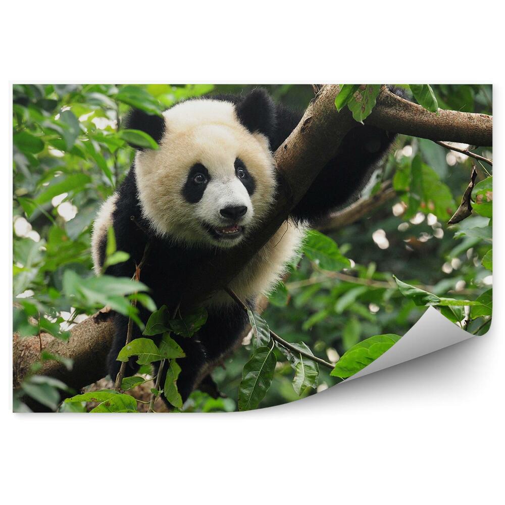 Okleina ścienna Panda siedząca na drzewie