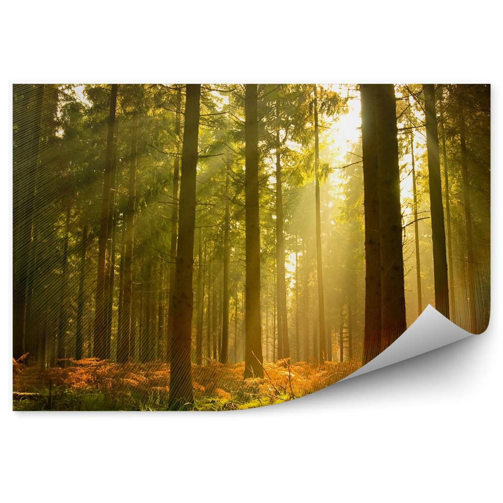 Fototapeta na ścianę Piękny jesienny las krzewy światła