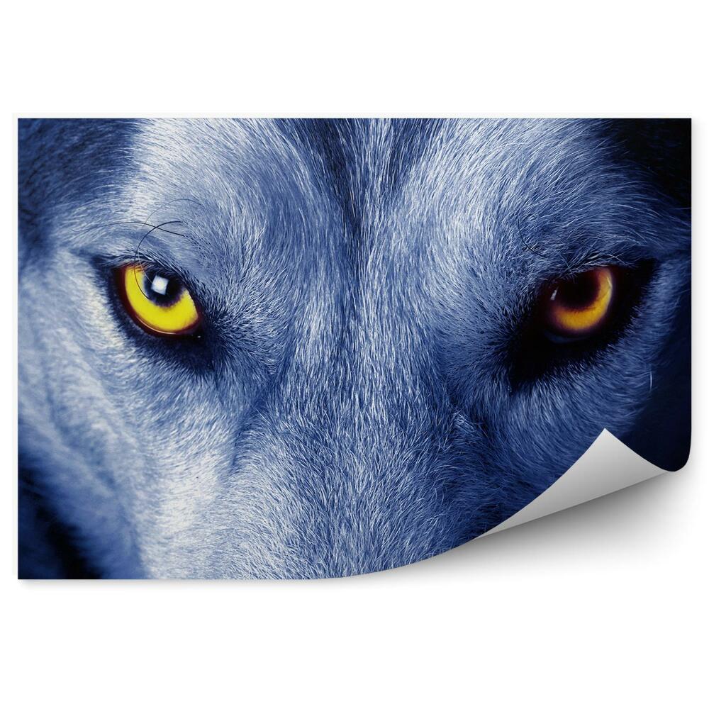 Fototapeta Zbliżenie żółte oczy wilka niebieski odcień