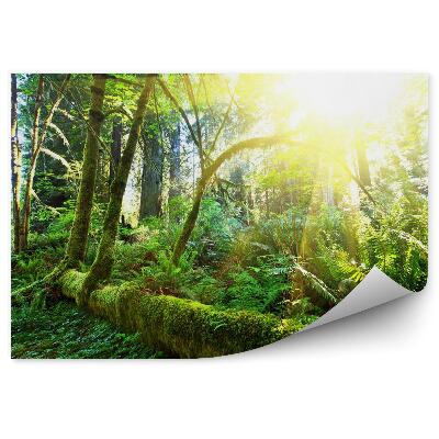 Fototapeta Tropikalny las deszczowy