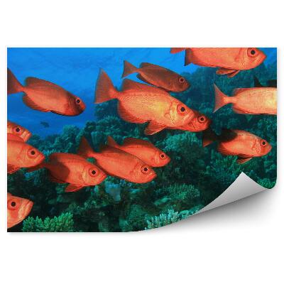 Okleina ścienna Ryby i rafa koralowa