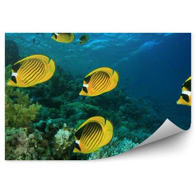 Okleina ścienna Ryby na rafie koralowej