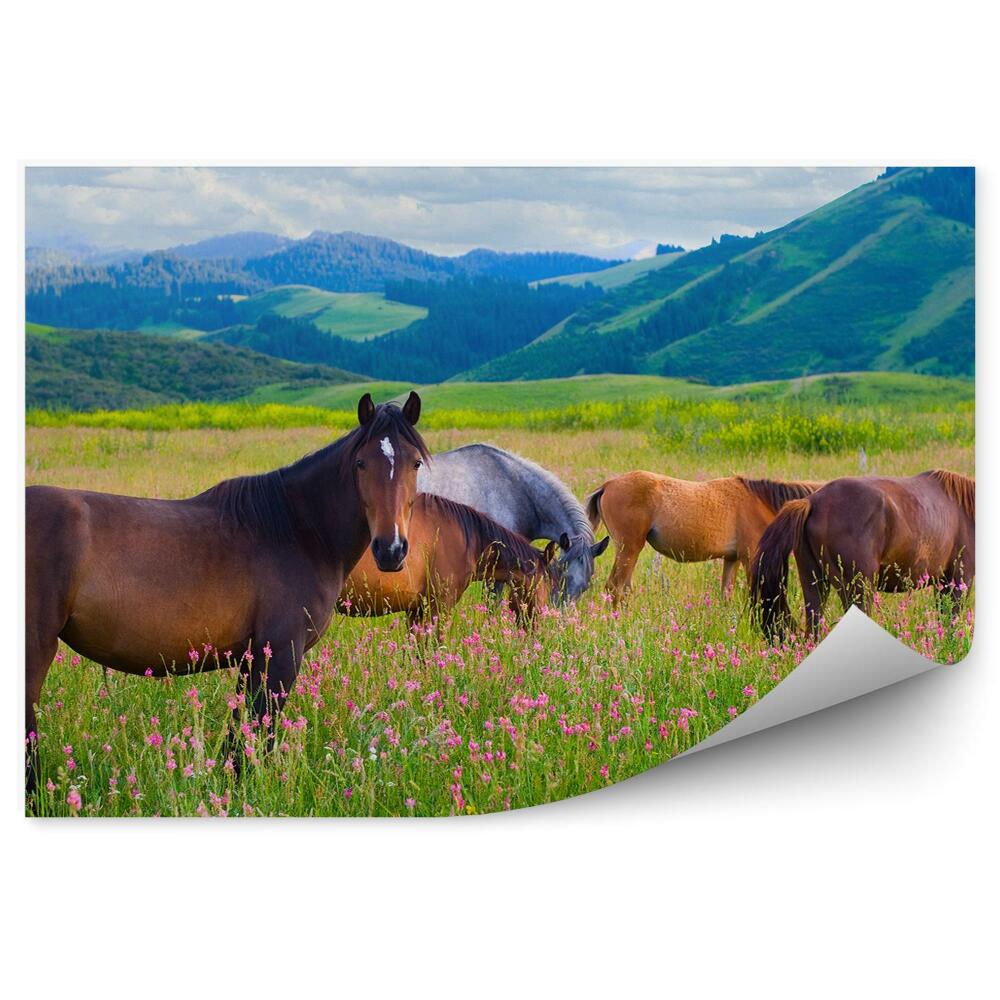 Okleina ścienna Stado koni pasące się na łące zielone wzgórza